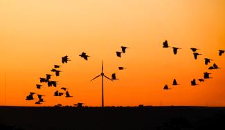 Sunset wind turbine birds